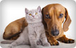 Spay or Neuter Your Pet pic